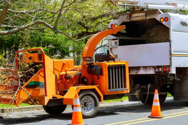 Best Tree Maintenance Programs  in Claremont, NH